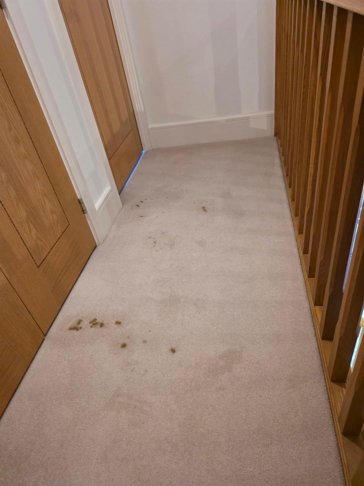 Hallway carpet with multiple pet stains being treated by professional cleaner