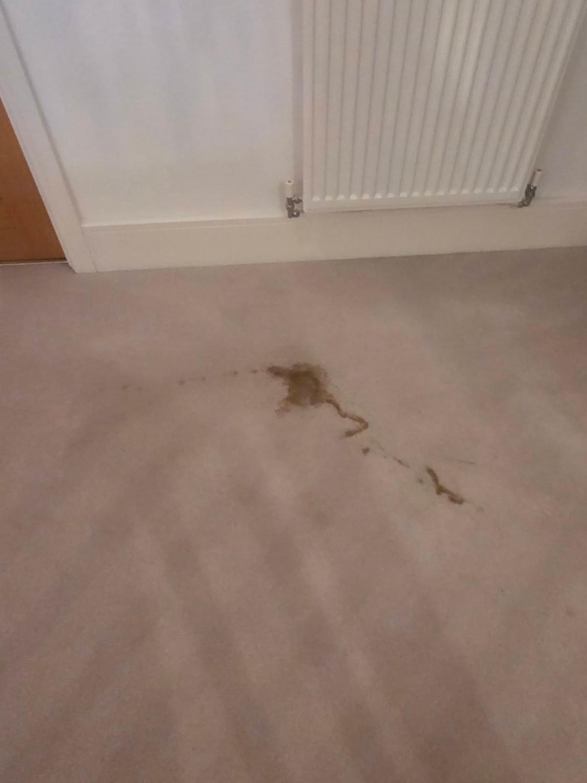 Pet stain on carpet requiring professional treatment